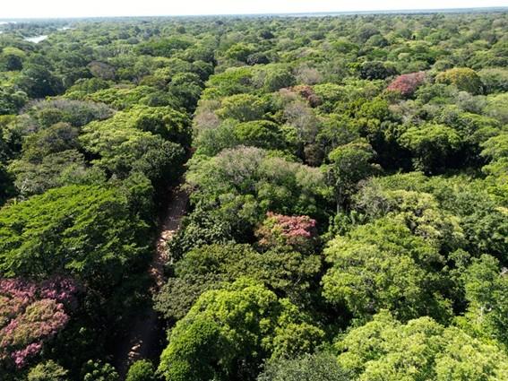Idaf anuncia mudanças no procedimento de emissão de Exploração Florestal de Espécies Nativas no ES