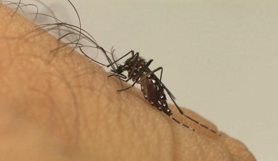 Saúde reforça combate ao Aedes aegypti no mês que antecede período sazonal do vetor da dengue, no ES