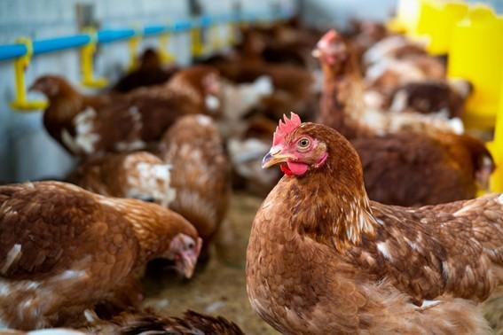 Espírito Santo celebra Dia da Avicultura com avanços na produção e comércio exterior
