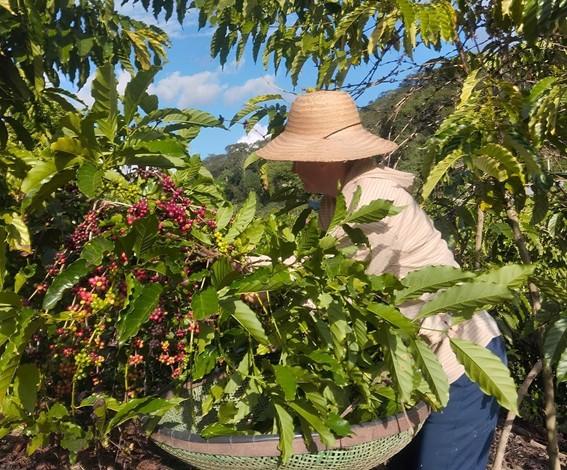Jaguaré, no Espírito Santo, recebe 2º Dia de Campo do Projeto Mulheres do Café, na próxima quinta-feira (4)