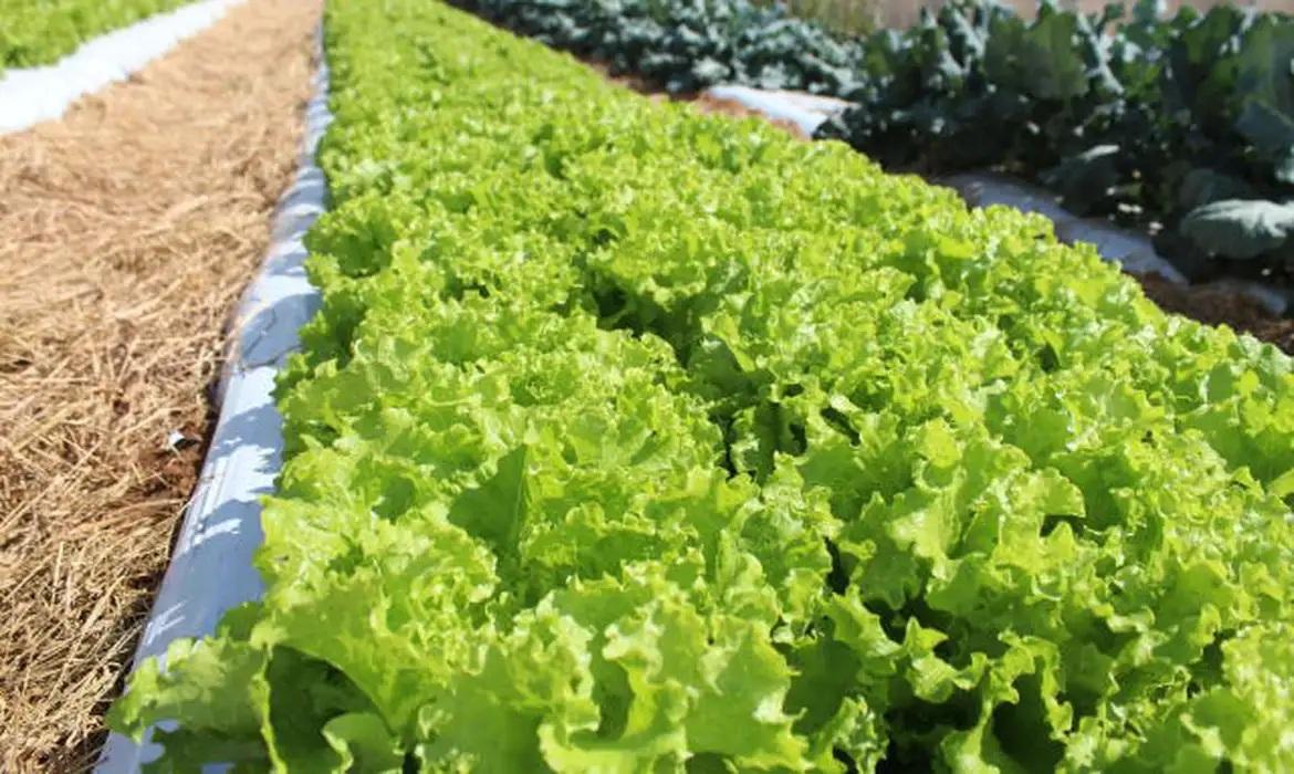 Crise climática ameaça cultivo de alface em campo aberto, diz Embrapa