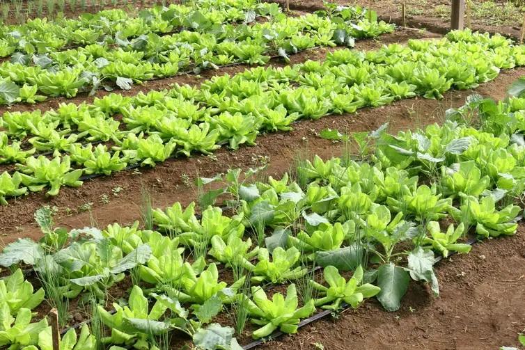 Crise climática ameaça cultivo de alface em campo aberto, diz Embrapa