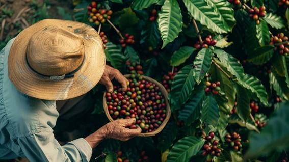 Safra de café no Espírito Santo deve crescer 23% em 2025