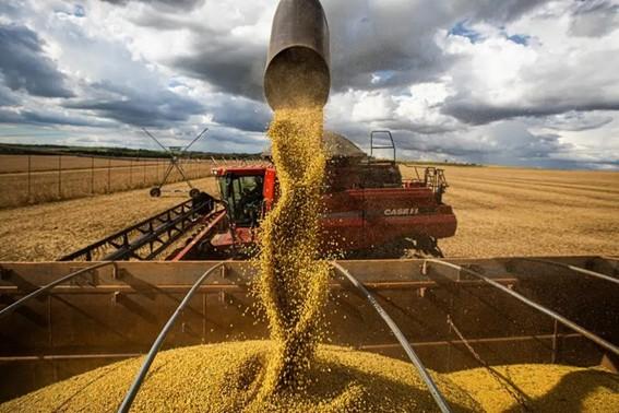 Espírito Santo amplia produção e produtividade e chega a 71,3 mil toneladas de grãos na safra 24/25