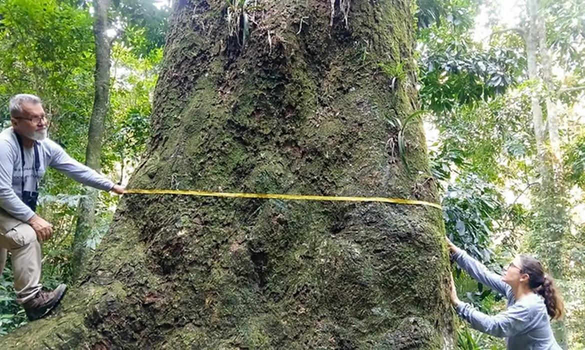 Jequitibá-rosa com cerca de 500 anos é localizado em parque no Rio
