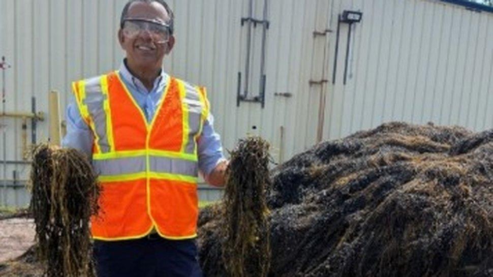 “Biologia a serviço da produtividade”, afirma Sérgio Abud sobre uso de extrato de algas na agricultura