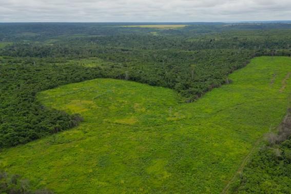 BNDES aprova R$ 250 milhões para a Suzano restaurar 24 mil hectares de Cerrado, Mata Atlântica e Amazônia