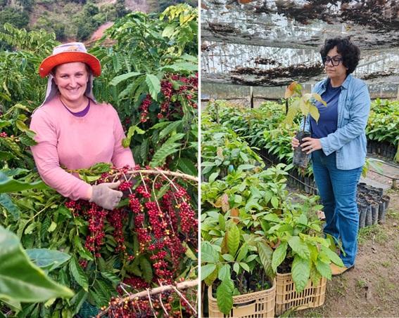 Do café ao cacau: projetos fortalecem e valorizam as mulheres rurais do Espírito Santo