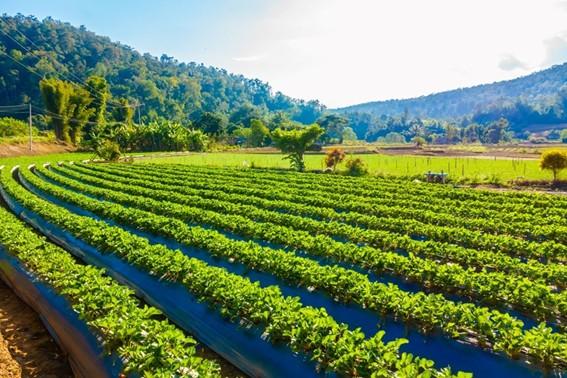 Dia Nacional da Agricultura celebra avanços e programas que fortalecem o agro no   Espírito Santo