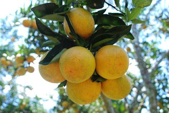 Incaper vai desenvolver nove novos projetos de extensão rural