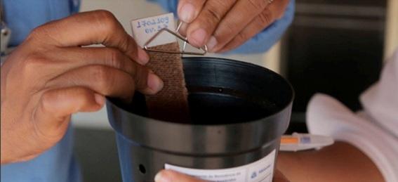 Sesa amplia estratégia de vigilância e monitoramento do Aedes aegypti no Espírito Santo