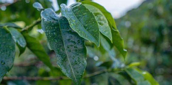 Chuvas acima da média e temperaturas amenas favorecem lavouras no Espírito Santo em novembro