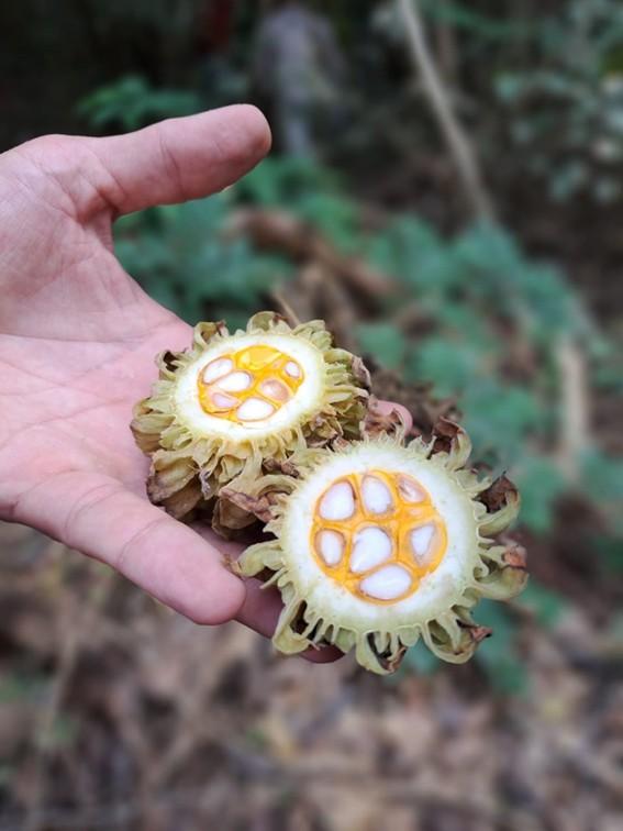 Espírito Santo regulamenta coleta de sementes em Unidades de Conservação para fortalecer a restauração ecológica no Estado