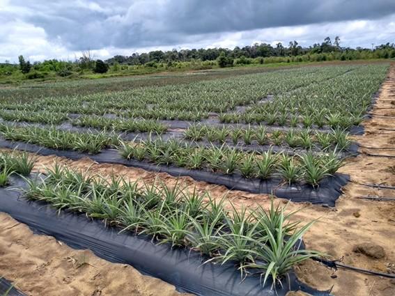 Incaper lança cartilha sobre tecnologia desenvolvida para o abacaxizeiro