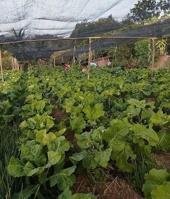 Agroecologia avança em oito municípios capixabas após projeto executado por Incaper e parceiros