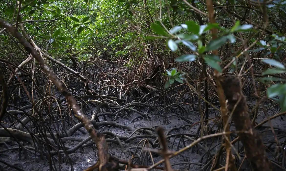 Pacto global para proteger manguezais tem adesão de 46 governos