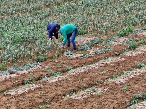 Incaper e Embrapa impulsionam renascimento da produção de alho no Espírito Santo