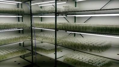 Incaper e Embrapa impulsionam renascimento da produção de alho no Espírito Santo