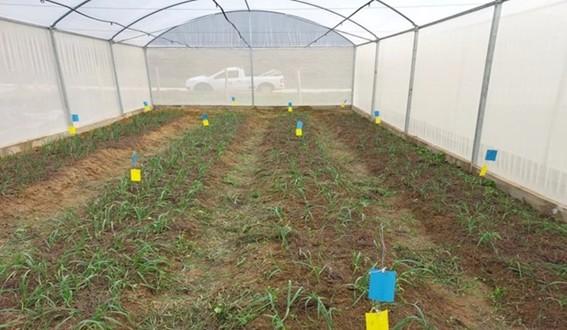 Incaper e Embrapa impulsionam renascimento da produção de alho no Espírito Santo