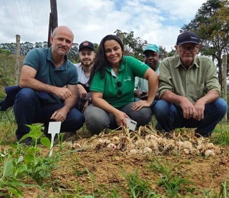 Incaper e Embrapa impulsionam renascimento da produção de alho no Espírito Santo