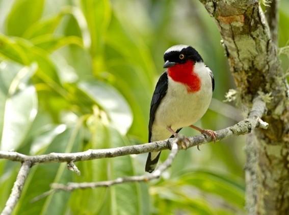 Governo do Espírito Santo cria o Parque Estadual Saíra-Apunhalada para proteger ave mais ameaçada do país