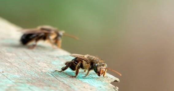 Governo do Espírito Santo institui programa ‘Na Trilha das Meliponas’ para preservar abelhas nativas