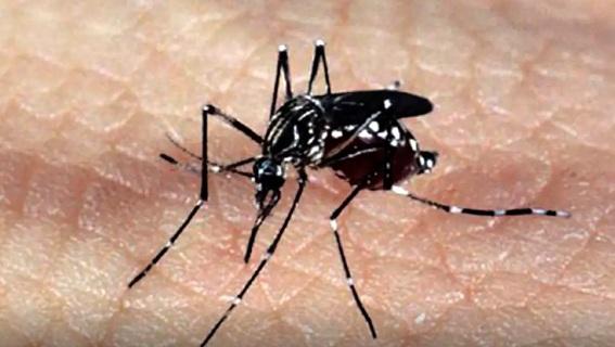 Dia D de mobilização contra a dengue e demais arboviroses será neste sábado (6) no ES