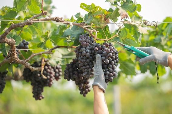 Viticultura está presente em 29 municípios do Espírito Santo