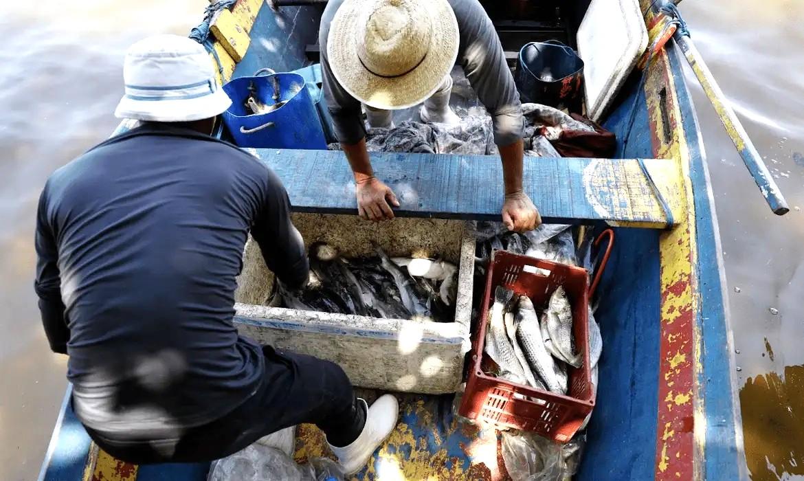 Pesquisadores encontram mercúrio em peixes da Baía de Guanabara, no RJ