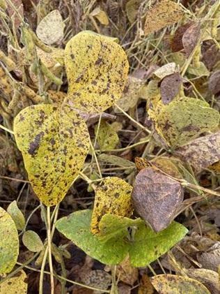 Cercospora: cuidados tardios podem comprometer produtividade da soja em até 20%