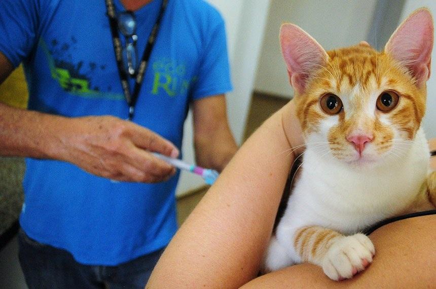 Presidente sanciona campanha Julho Dourado para promover saúde de animais domésticos e prevenir zoonoses