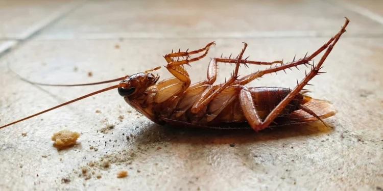 O que significa encontrar baratas de barriga para cima em casa?