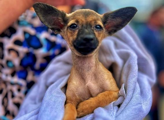 Carretão do Pet Vida leva serviços castração, microchipagem e vacinação de cães e gatos a Conceição da Barra e Pedro Canário, no ES
