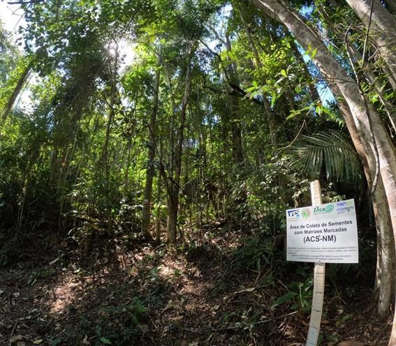 Projeto vai fornecer sementes da Mata Atlântica para agricultores do Espírito Santo implantarem agroflorestas