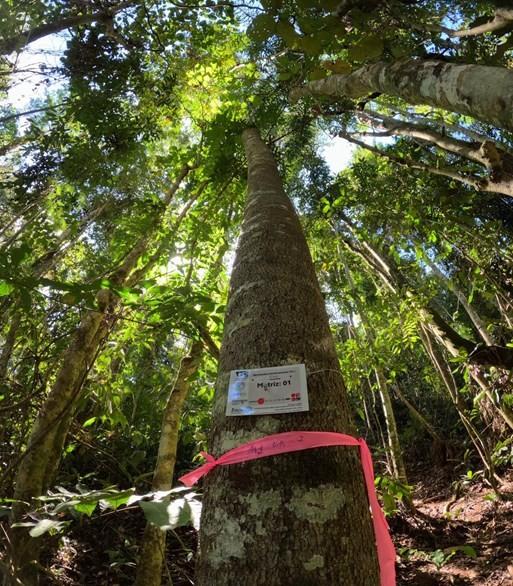 Projeto vai fornecer sementes da Mata Atlântica para agricultores do Espírito Santo implantarem agroflorestas