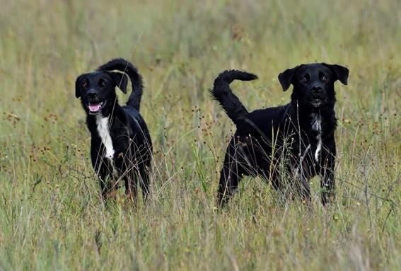 Iema reforça proibição da entrada de animais domésticos em parques estaduais no Espírito Santo