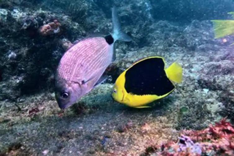 Areias medicinais e fauna de Guarapari, no Espírito Santo, inspiram série da TV Brasil