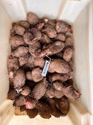 Incaper vai desenvolver novas variedades de inhame adaptadas ao Espírito Santo