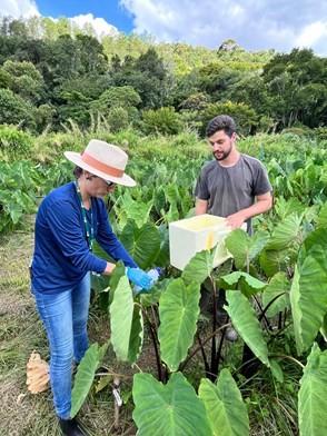 Incaper vai desenvolver novas variedades de inhame adaptadas ao Espírito Santo