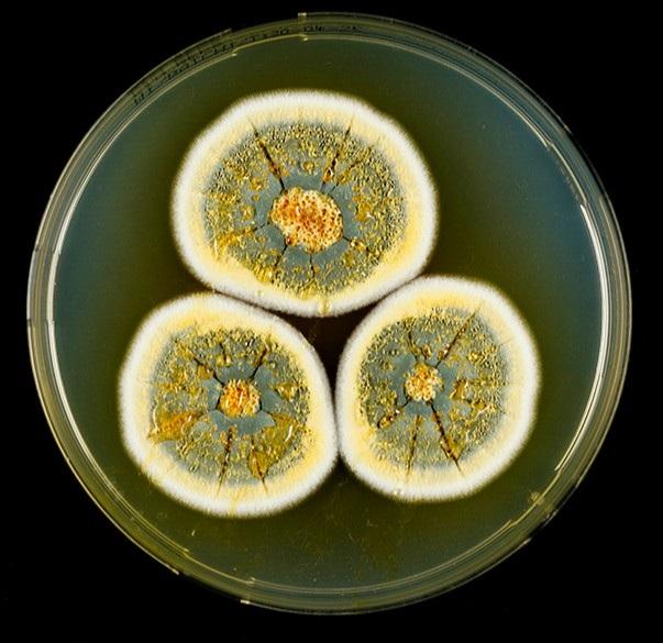 UFLA descobre 12 novas espécies de fungos do Cerrado e da Caatinga com potencial para a bioeconomia