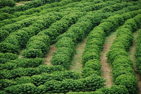 Projeto de Cafeicultura Sustentável fortalece produção e qualidade do café no Espírito Santo