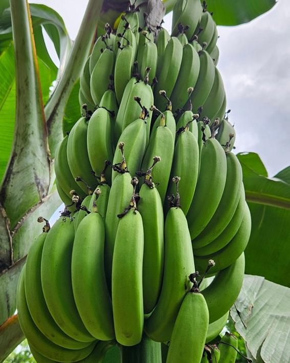 Incaper lança nova variedade de banana em Alfredo Chaves, no Espírito Santo