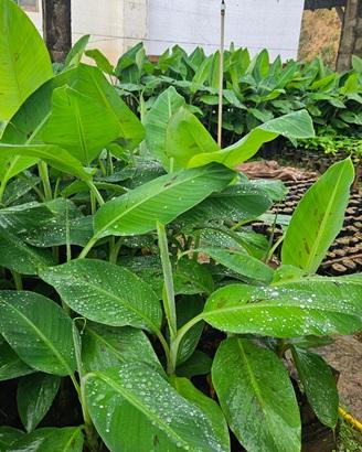 Incaper lança nova variedade de banana em Alfredo Chaves, no Espírito Santo