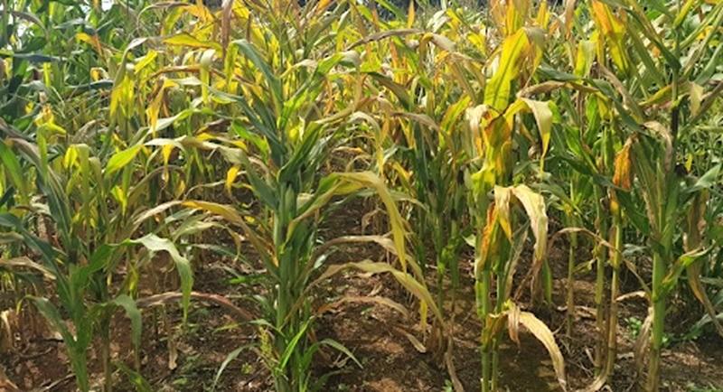 Avanço do enfezamento do milho acende alerta no campo; UPL apresenta solução inédita contra a doença