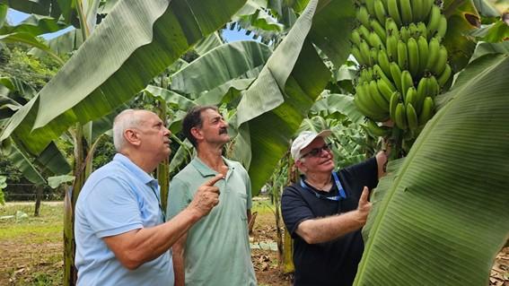 Nova variedade de banana do Incaper é lançada em Alfredo Chaves, no Espírito Santo