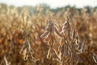 Bioestimulantes à base de alga marinha transformam a produtividade da soja no Brasil