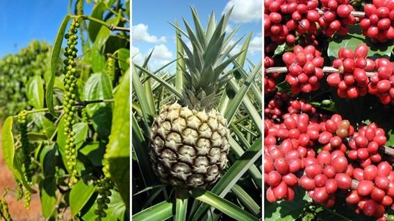 Incaper desenvolve projetos para fortalecer a agricultura do Espírito Santo diante das mudanças climáticas