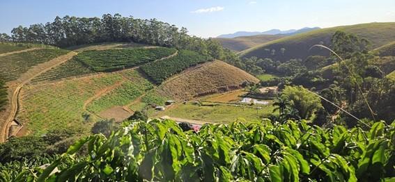 Clones de café impulsionam produtividade e sustentabilidade da cafeicultura do Espírito Santo