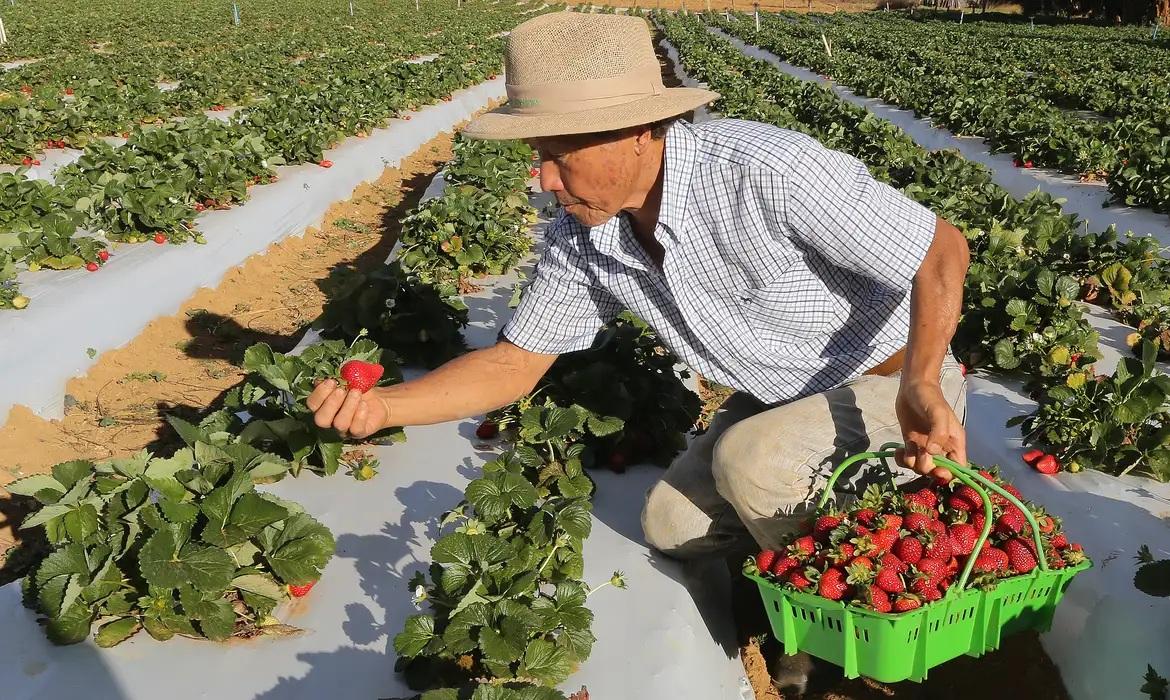 Agricultores com perda de produção começam a receber o Garantia-Safra