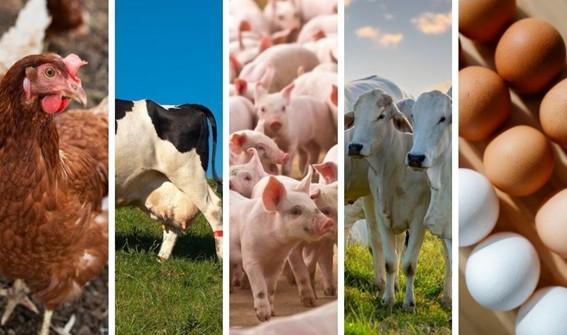 Produção animal no Espírito Santo cresce em aves, ovos e bovinos em 2025